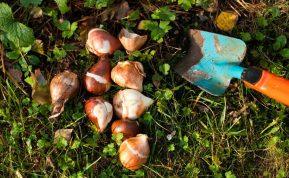 Spalis – paskutinė proga pasodinti pavasarinių gėlių svogūnėlius. Pasinaudokite kiaušinių dėžutės triuku