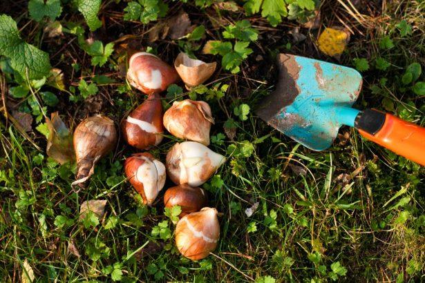 Spalis – paskutinė proga pasodinti pavasarinių gėlių svogūnėlius. Pasinaudokite kiaušinių dėžutės triuku