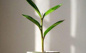 Stebuklingas augalas, kurį galite užsiauginti ant palangės: padės įveikti peršalimą ir sustiprins organizmą