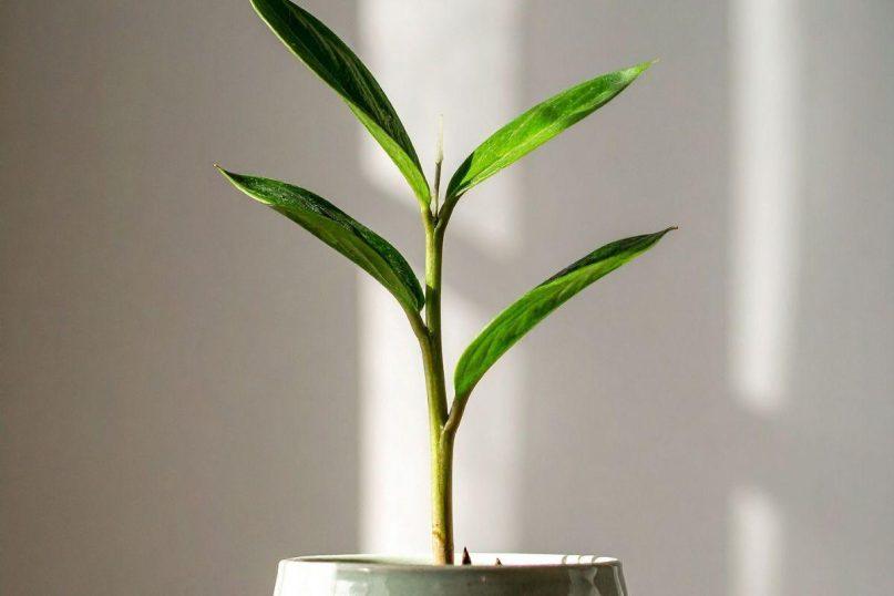 Stebuklingas augalas, kurį galite užsiauginti ant palangės: padės įveikti peršalimą ir sustiprins organizmą