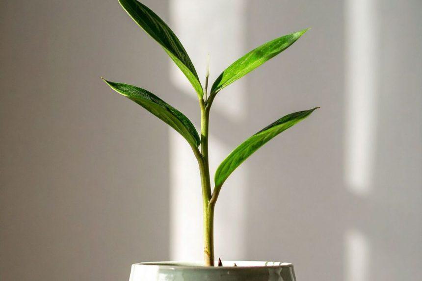 Stebuklingas augalas, kurį galite užsiauginti ant palangės: padės įveikti peršalimą ir sustiprins organizmą