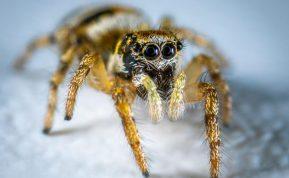 Sumaišykite su vandeniu ir purkškite ant palangių ir užuolaidų. Vorai net nesiartins!