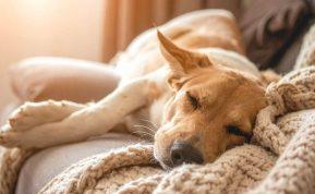 Šuo miega su jumis lovoje? Geriau nustokite leisti jam tai daryti