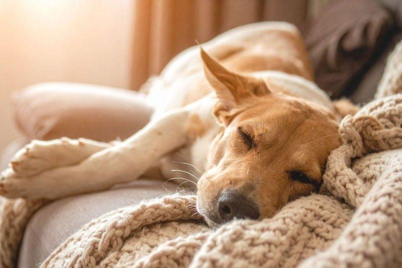 Šuo miega su jumis lovoje? Geriau nustokite leisti jam tai daryti