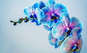 Sužinokite, ką daryti, kad orchidėja žydėtų visus metus