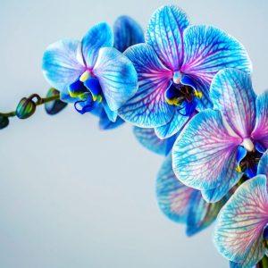 Sužinokite, ką daryti, kad orchidėja žydėtų visus metus
