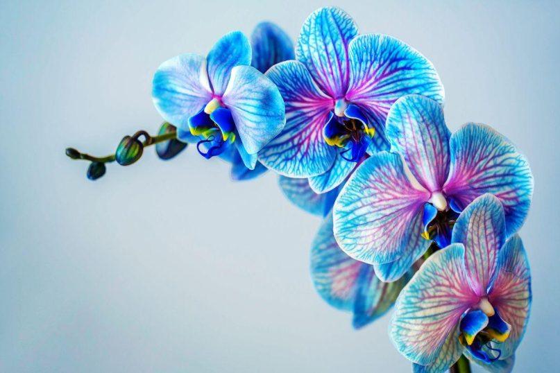 Sužinokite, ką daryti, kad orchidėja žydėtų visus metus