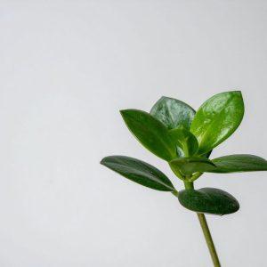 Sužinokite, ką pranašauja pinigų medis: ženklai ir prietarai!