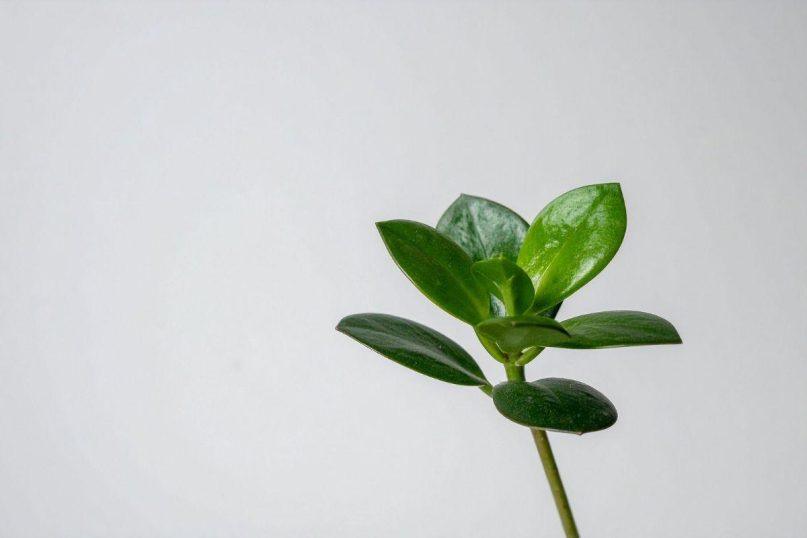 Sužinokite, ką pranašauja pinigų medis: ženklai ir prietarai!