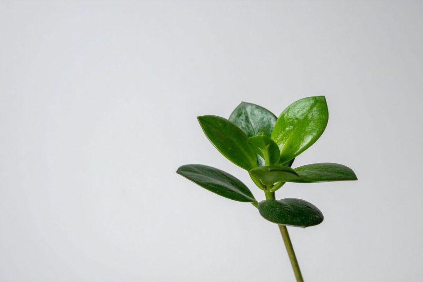 Sužinokite, ką pranašauja pinigų medis: ženklai ir prietarai!