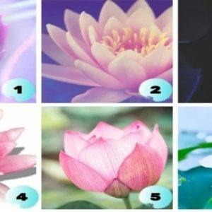 Testas: pasirinkite lotosą ir gaukite užuominą apie dabartinę situaciją jūsų gyvenime