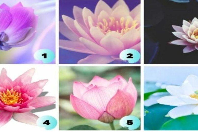 Testas: pasirinkite lotosą ir gaukite užuominą apie dabartinę situaciją jūsų gyvenime