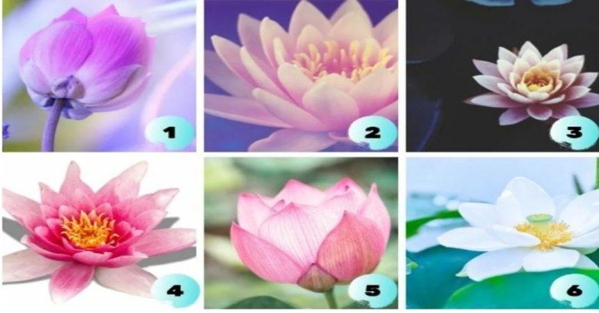 Testas: pasirinkite lotosą ir gaukite užuominą apie dabartinę situaciją jūsų gyvenime