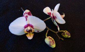 Tik du ingredientai ir priversite žydėti net labiausiai užsispyrusią orchidėją