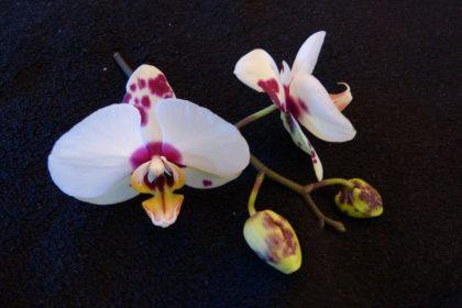 Tik du ingredientai ir priversite žydėti net labiausiai užsispyrusią orchidėją