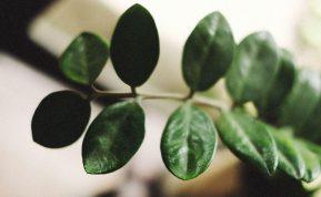 Tik pusė puodelio ir jūsų pinigų medis augs kaip pašėlęs!