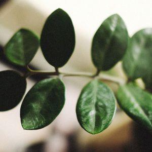 Tik pusė puodelio ir jūsų pinigų medis augs kaip pašėlęs!