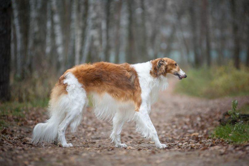 Tinkama šunų veislė pagal Zodiako ženklą