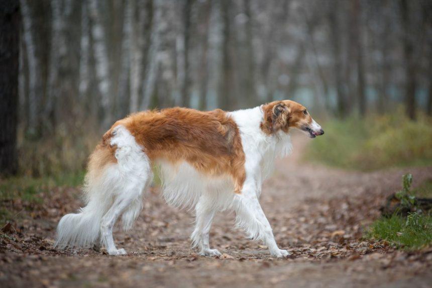 Tinkama šunų veislė pagal Zodiako ženklą