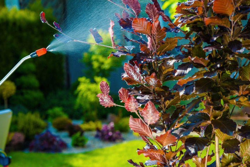 Kuo purkšti sodą rudenį: vario ir geležies sulfatų apdorojimo skirtumai