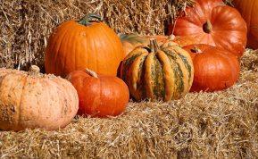 Kada skinti moliūgus, kad laikytųsi iki pavasario