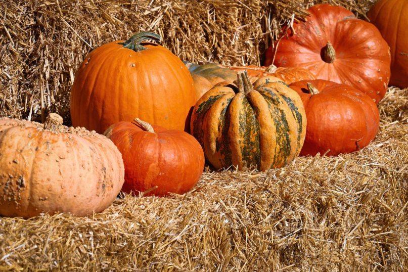 Kada skinti moliūgus, kad laikytųsi iki pavasario