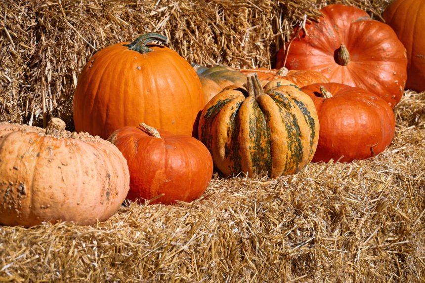 Kada skinti moliūgus, kad laikytųsi iki pavasario