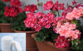 Vatos diskeliai gėlėms: netikėtas triukas, kuris nustebino net svečius