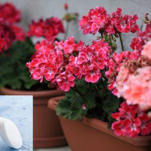 Vatos diskeliai gėlėms: netikėtas triukas, kuris nustebino net svečius