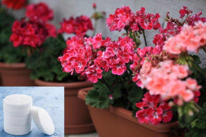 Vatos diskeliai gėlėms: netikėtas triukas, kuris nustebino net svečius