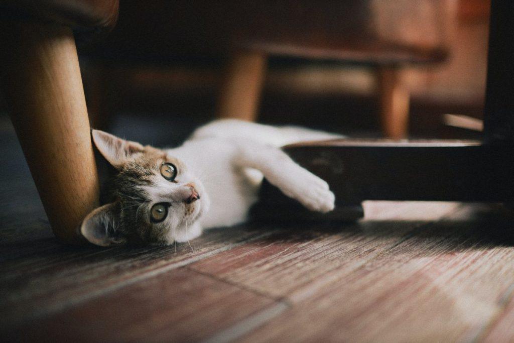 Veiksmingas triukas, padėsiantis atgaivinti parketines grindis be šlifavimo. Kaip pašalinti įbrėžimus ir nublukusias vietas