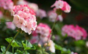 Veiksmingi metodai, padėsiantys peržiemoti pelargonijoms. Jos pražys dar ankstyvą pavasarį