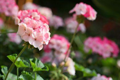Veiksmingi metodai, padėsiantys peržiemoti pelargonijoms. Jos pražys dar ankstyvą pavasarį