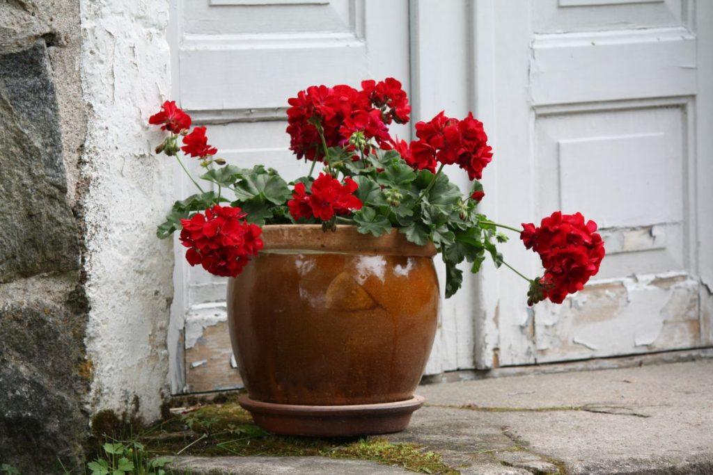 Veiksmingi metodai, padėsiantys peržiemoti pelargonijoms. Jos pražys dar ankstyvą pavasarį. Žiemojimas popieriniame maišelyje