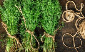 Žiemą visada turiu šviežių krapų