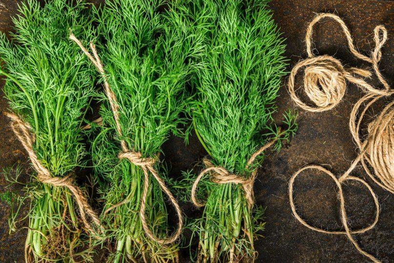 Žiemą visada turiu šviežių krapų