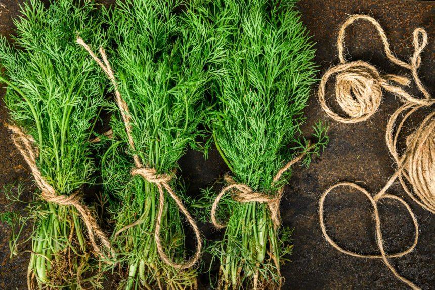 Žiemą visada turiu šviežių krapų