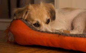 4 dalykai, kurių jūsų šuo labai bijo