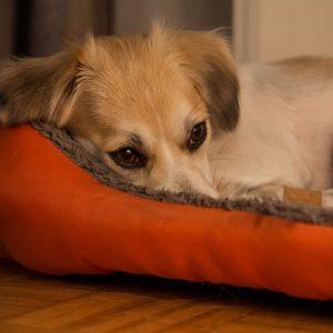 4 dalykai, kurių jūsų šuo labai bijo