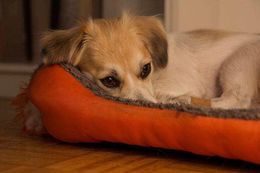 4 dalykai, kurių jūsų šuo labai bijo