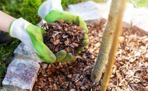 6 natūralūs mulčai, kuriuos rasime kiekviename sode