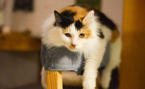 7 neįprasti dalykai, kurie tikrai patiks jūsų katei