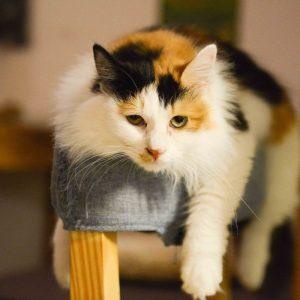 7 neįprasti dalykai, kurie tikrai patiks jūsų katei