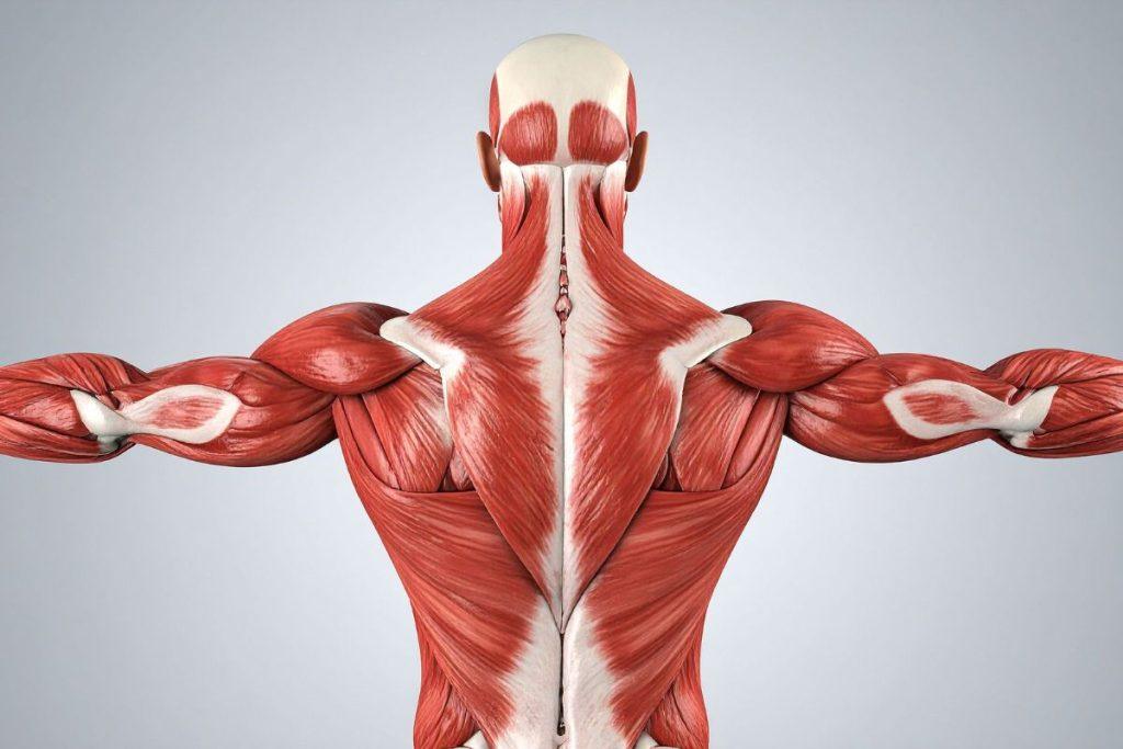 7 priežastys, kodėl ortopedijos sveikatos nereikėtų atidėti rytojui. Raumenų disbalansas