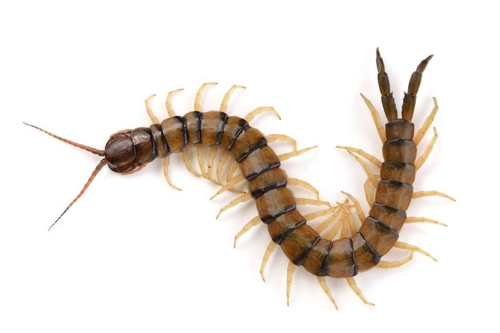 Ant jūsų Kalėdinės eglutės gali būti įvairių gyvių. Neleiskite jiems pasklisti po jūsų namus! Šimtakojai