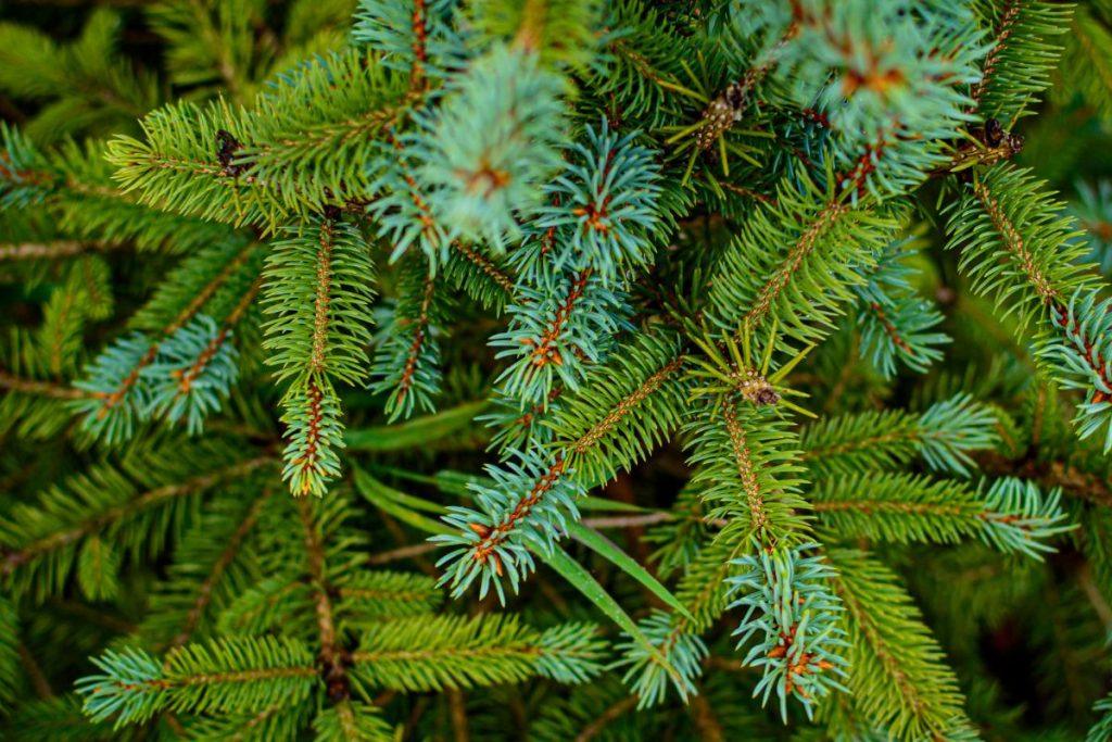Ant jūsų Kalėdinės eglutės gali būti įvairių gyvių. Neleiskite jiems pasklisti po jūsų namus! Spygliuočių erkutės