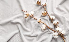 Antklodžių rūšys: kokia geriausia žiemą?