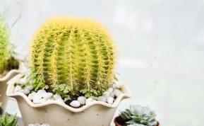 Ar Jūsų Gelstantis Kaktusas Dar Išgyvens? 5 Žingsniai Augalui Išgelbėti, Prieš Išmetant Jį Laukan!