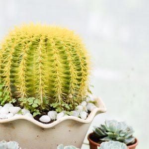 Ar Jūsų Gelstantis Kaktusas Dar Išgyvens? 5 Žingsniai Augalui Išgelbėti, Prieš Išmetant Jį Laukan!