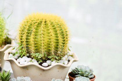 Ar Jūsų Gelstantis Kaktusas Dar Išgyvens? 5 Žingsniai Augalui Išgelbėti, Prieš Išmetant Jį Laukan!